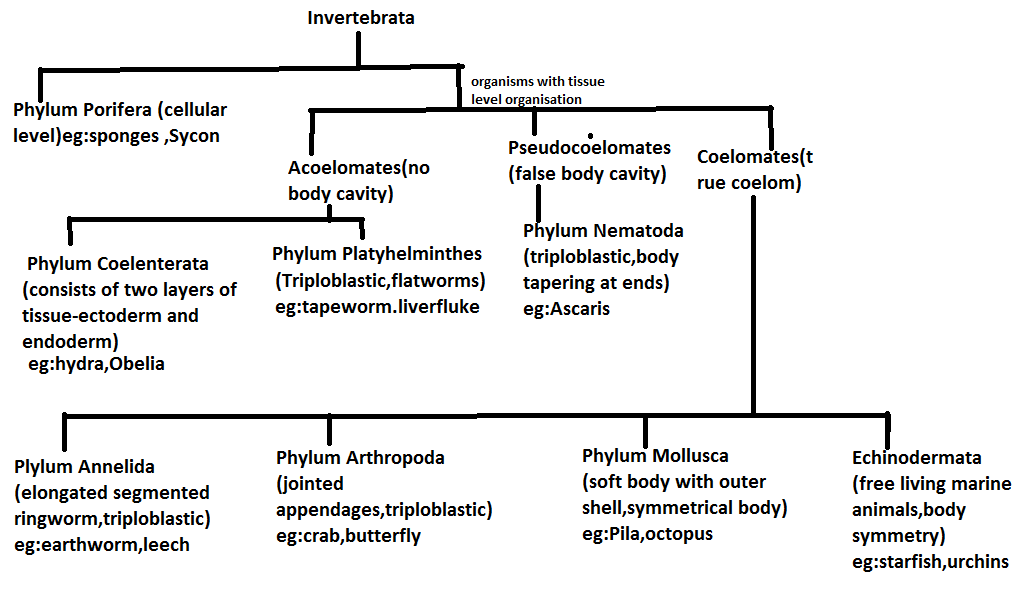 What are Invertebrates Classification and Examples of Invertebrates