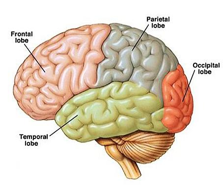 Difference Between Cerebellum and Cerebrum