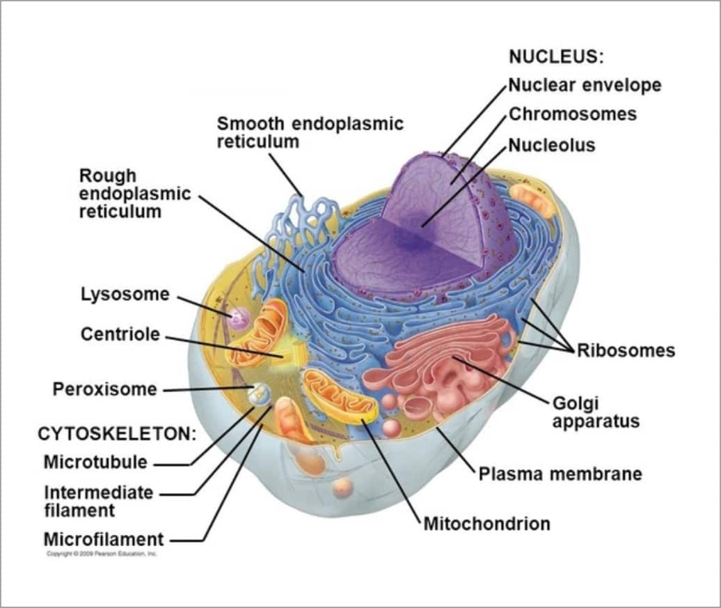 Nucleus Cell Nucleus Nucleus Structure And Functions