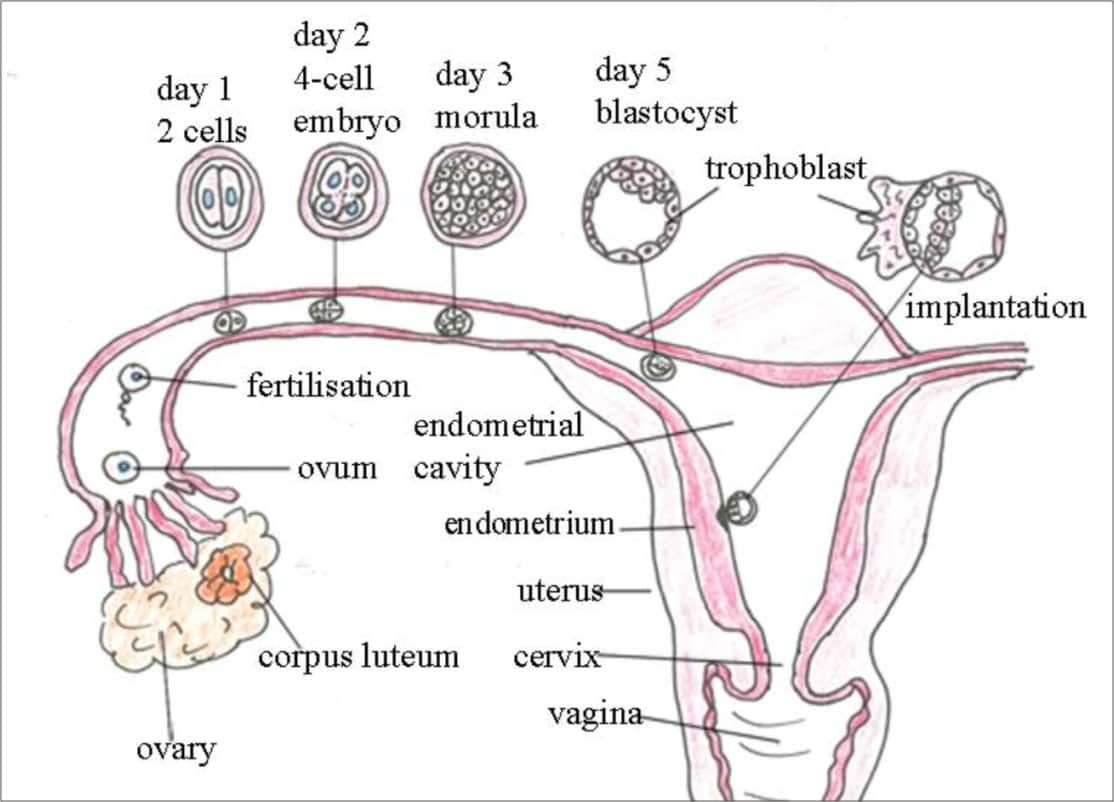 Life processes - Plants and Humans | Importance of life processes