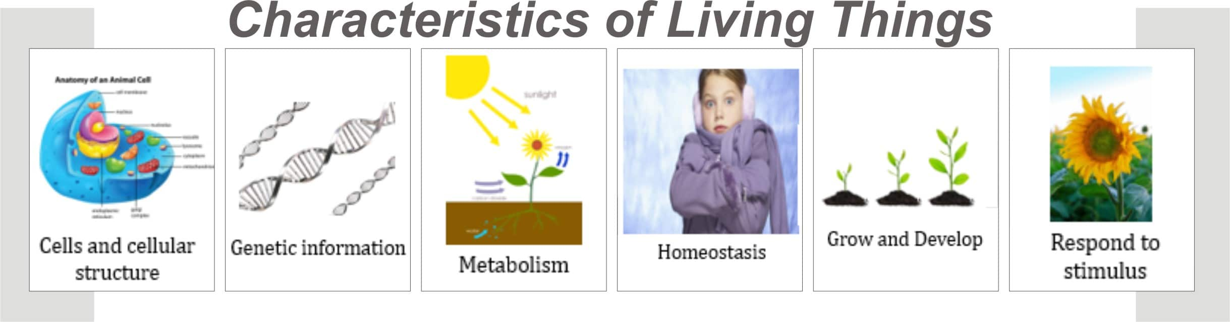 living-things-characteristics-and-classification-of-living-things