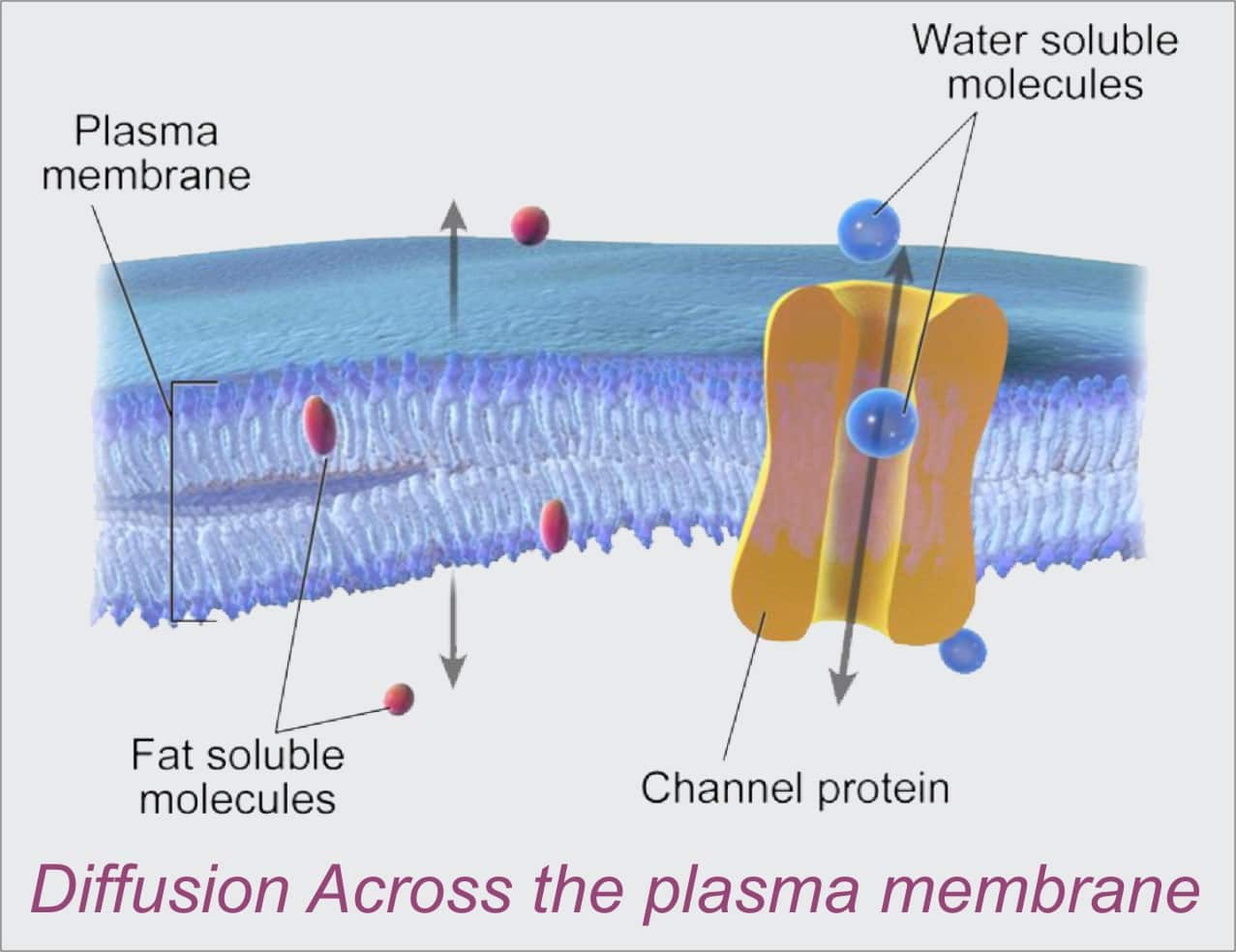 difference-between-active-and-passive-transport-types-its-importance