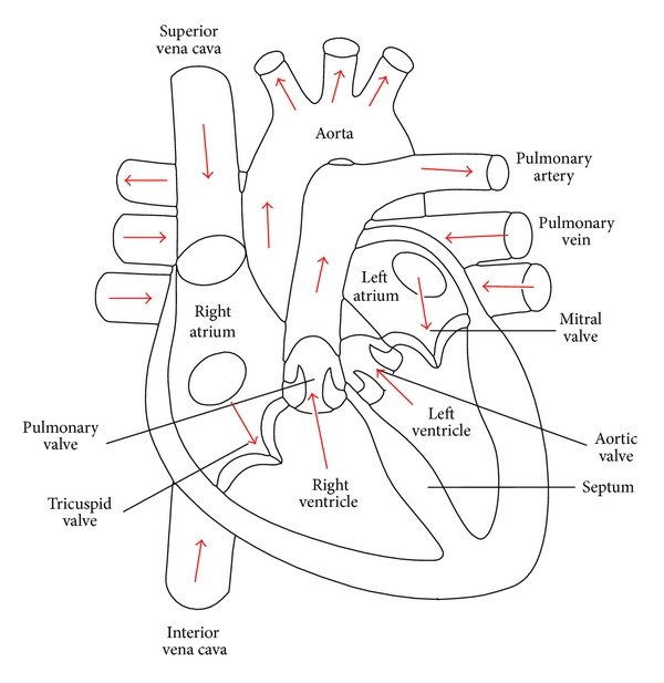 How To Draw Human Heart Diagram