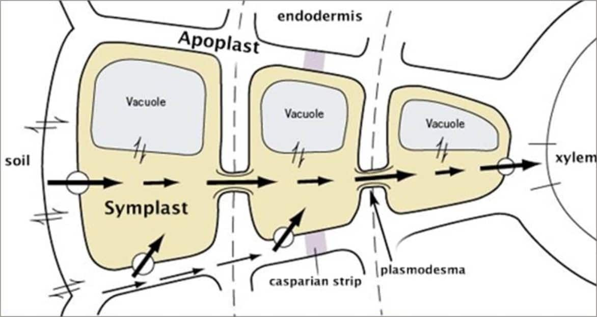 Apoplast Difference Between Apoplast And Symplast