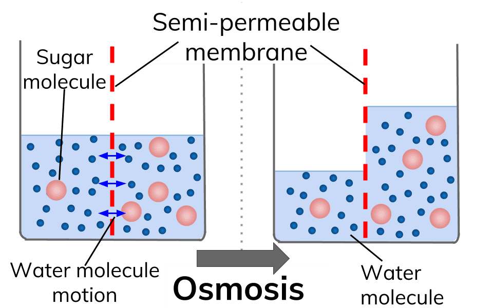 Passive Transport Osmosis Facilitated Transport And Simple Transport