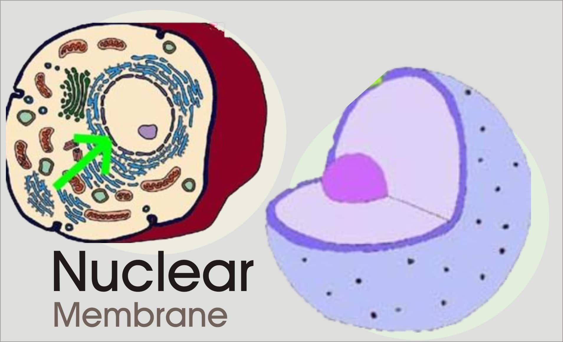 Nuclear Membrane | Structure and Function of Nuclear Membrane