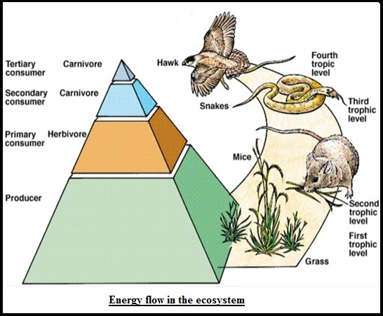Energy Flow in Ecosystem - Energy in Food Chains | Ecological Pyramid