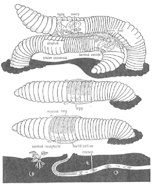 Reproductive System Of Earthworm Male And Female Reproductive System Of Earthworm